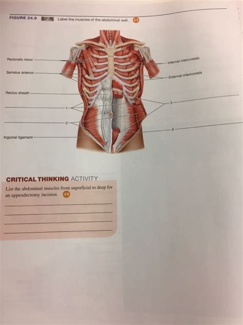 In this article, learn more about the causes. Solved: FIGURE 24.6 APR Label The Muscles Of The Abdormina ...