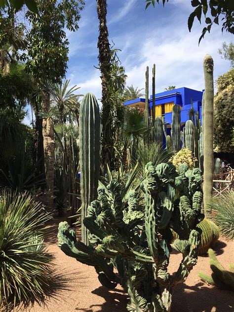 A cactus (plural cacti, cactuses, or less commonly, cactus) is a member of the plant family cactaceae, a family comprising about 127 genera with some 1750 known species of the order. MUSEE YVES SAINT LAURENT - Voyel
