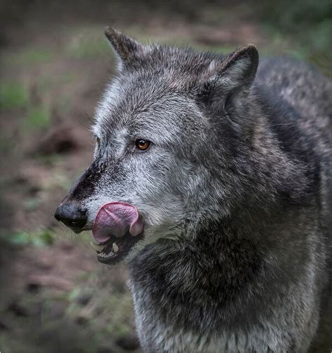 √70以上 Hungry Wolf 102475 Hungry Wolf Bbq