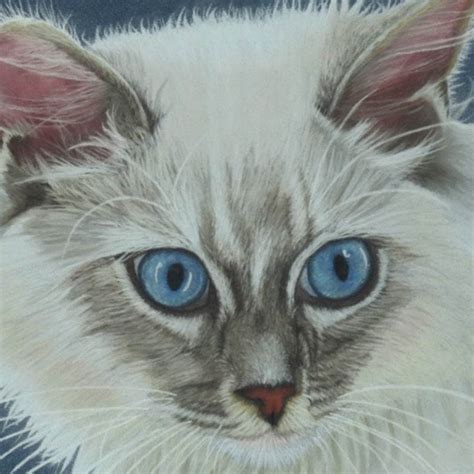 Ragdoll Cat Fine Art Giclee Print From Hand Drawn Coloured Etsy