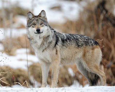 Mexican Gray Wolves May Be Saved After All