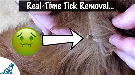 How To Take A Tick Off Your Dog Professional Dog Training Tips