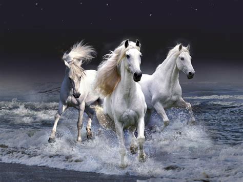 49 Free Wild Horse Desktop Wallpapers Wallpapersafari