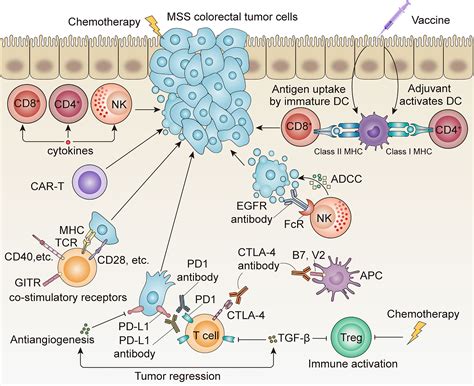 Frontiers Clinical Application Of Adaptive Immune Therapy In Mss
