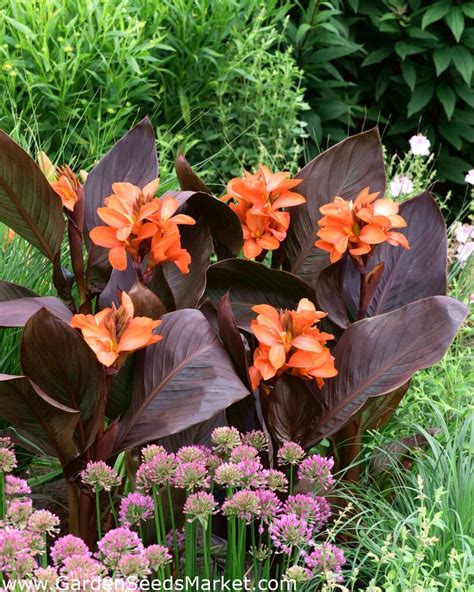 Canna Lily Happy Wilma Xl Pack 50 Pcs Garden Seeds Market