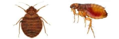 Flea Bite Vs Bed Bug Bite How Tell Them Apart Solutions Pest And Lawn