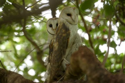 In Pics Owl Rescue Centre Performs A Labour Of Love The Citizen