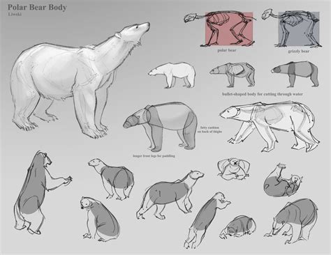 Pin By Tara Foster On R E F E R E N C E Polar Bear Drawing Animal