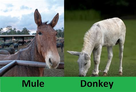 Difference Between Mule And Donkey Difference Camp