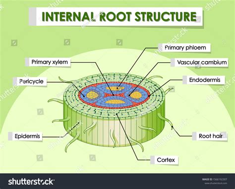 Diagram Showing Internal Root Structure Illustration Stock Vector