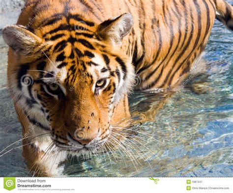 Amur Siberian Tiger Eye Stare In Water Stock Image Image