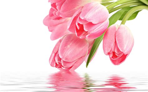 Pink Tulip Picture Hd Desktop Wallpapers 4k Hd