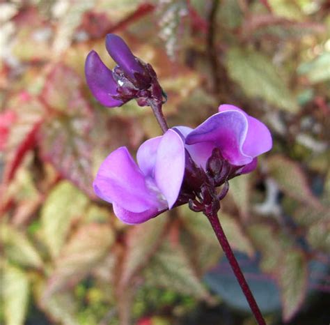 Once fully mature, bean pods will turn dark green and the interior beans will take on a darker green hue. Hyacinth Bean, Ruby Moon