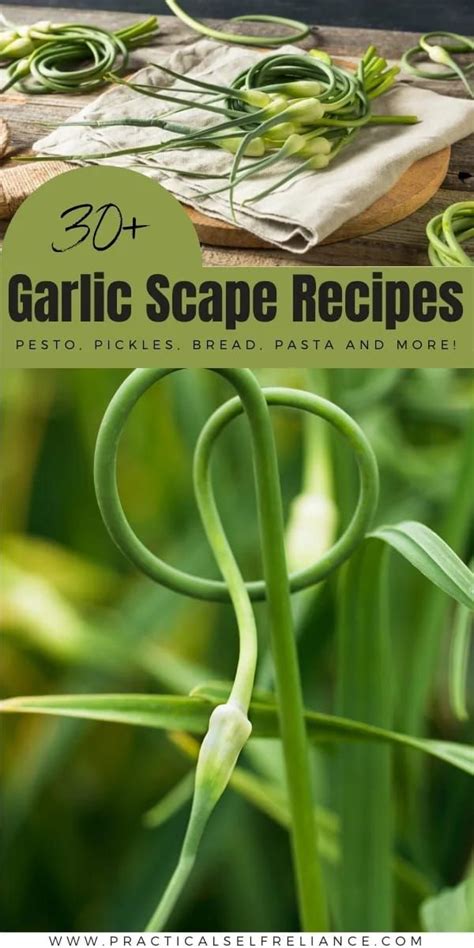 30 Ways To Use Garlic Scapes Scape Recipe Garlic Scapes Recipe For