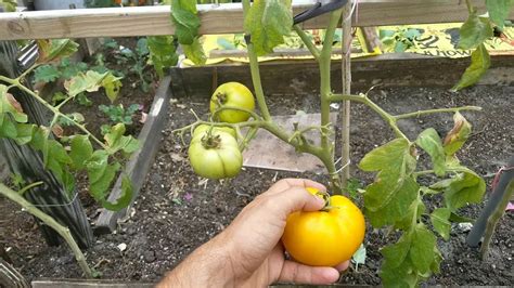 Yellow Brandywine Heirloom Tomato Harvest And Taste Test Youtube