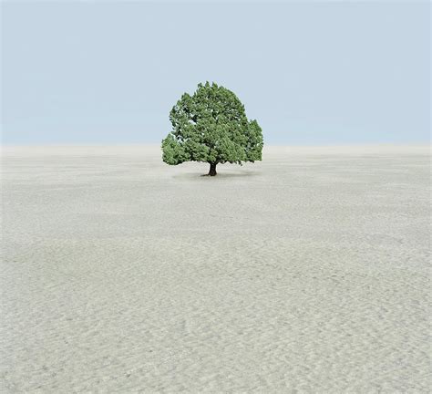Single Tree In Desert By Richard Newstead