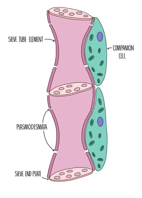 Xylem And Phloem A Level — The Science Sauce