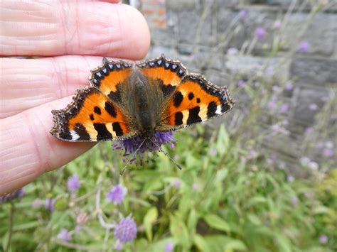 Small Tortoiseshell Butterfly Of The Year 2020 Butterfly Conservation