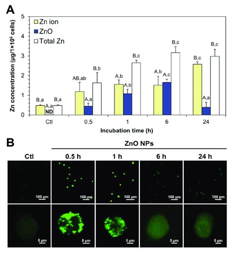 A Intracellular Fate Of Zno Nps In Human Intestinal Caco Cells As