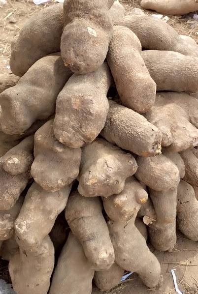 New Quaqua Yam 10 Tubers Of Medium Sizes Housefood