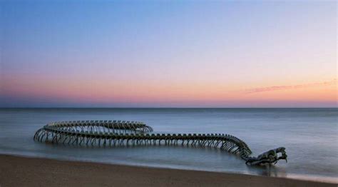 Photography Sea Sky Beach Snake Skull Nature