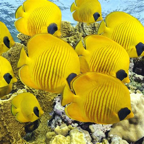 Yellow Fish Marine Fish Tropical Fish Underwater Sea