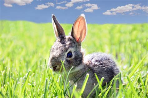 Rabbit In Grass Stock Photo Image Of Young Outdoor Gray 5314698