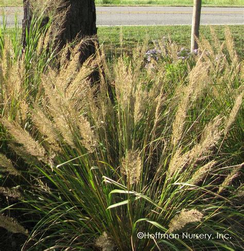 Calamagrostis Brachytricha Korean Feather Reed Grass Warm Season