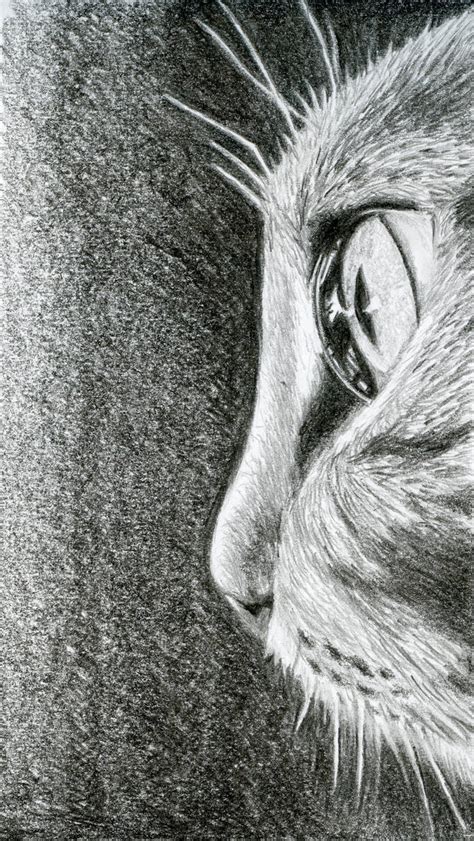 Cat Eye By Cchersin On Deviantart