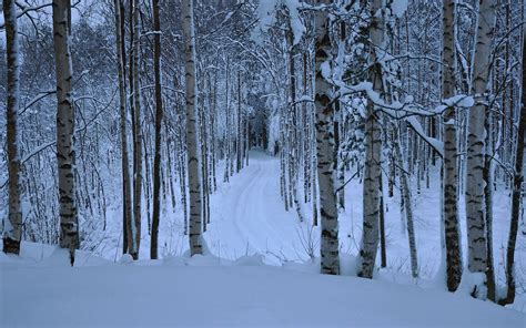 Winter Birch Forest Hd Wallpaper Background Image