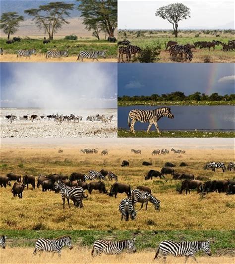 Scientists have grasslands, taiga, temperate forests, and rainforests with fresh water and salt water added in. Jungle Maps: Map Of Africa Where Zebras Live