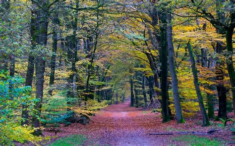 Nature Landscape Forest Colorful Path Trees Fall