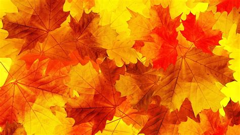 Brown Maple Leaves Nature Leaves Minimalism Fall Hd Wallpaper