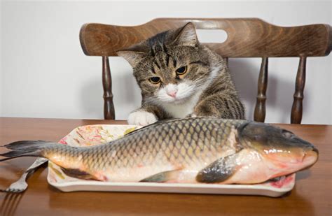 10 Cute Cats Eating And Its Absolutely Adorable Cute Animal Planet