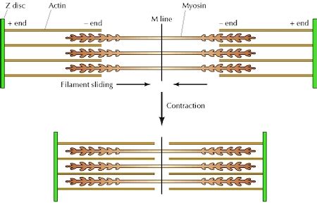 Cross Sectional Area And Length Tension Relationship