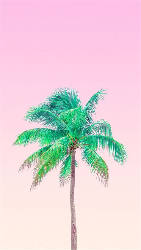 Palm Trees Wallpaper Posted By Stacey Joseph