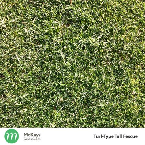 Turf Type Tall Fescue Lawn Seed Mckays Grass Seeds