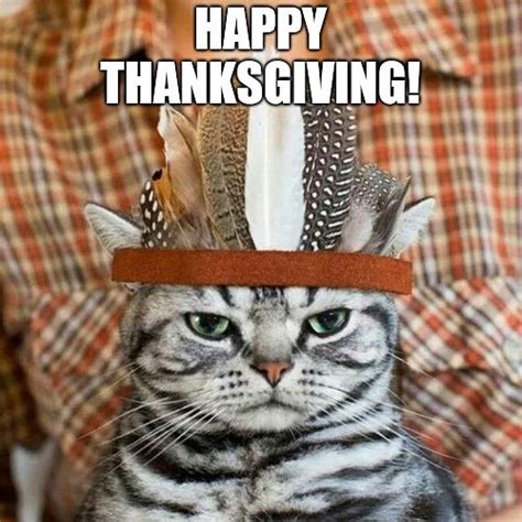 thanksgiving cat meme
