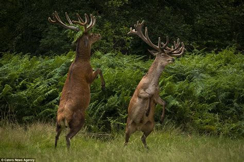 Two Deer Appear To Be Pulling Off Well Timed Dance Moves While