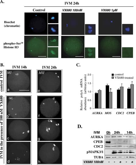 Effect Of The Aurora Kinase Inhibitor Vx680 On Oocyte Maturation A