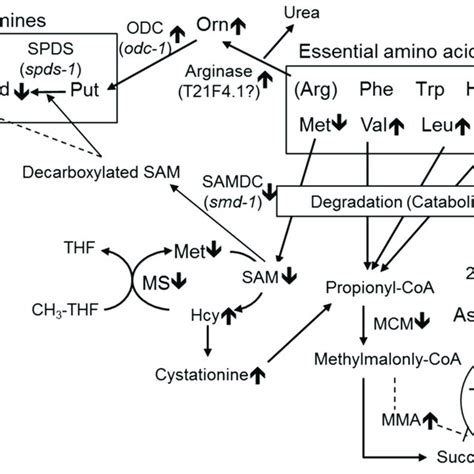 Summary Of The Metabolic Disorders Of Amino Acids Observed In C Download Scientific Diagram