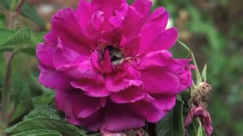Pupuk npk adalah pupuk buatan yan. Paling Bagus 18+ Gambar Bunga Yang Indah Sekali - Gambar Bunga Indah