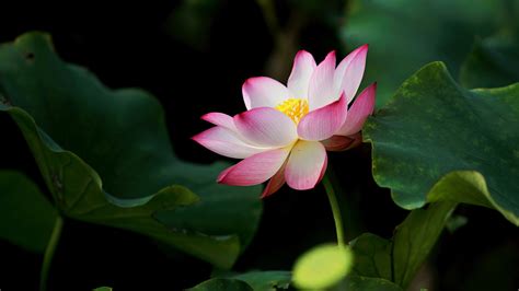 Lotus Pink Flower With Big Leaves Hd Flowers Wallpapers Hd Wallpapers