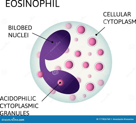 Monocytes Variety Of White Blood Cells Consist Of Acidophilic