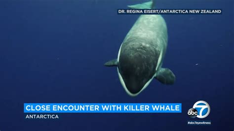 Watch Scientist Has Close Encounter With Killer Whale Abc7 Los Angeles