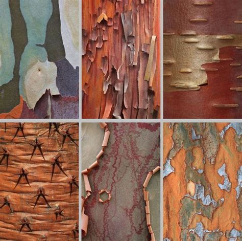 The Worlds Most Beautiful Bark Or Trees Worth A Closer Look