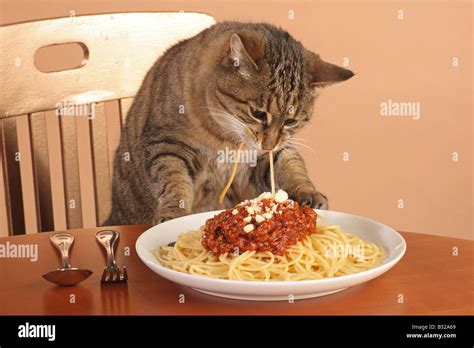 Bad Habit Domestic Cat Eating Spaghetti Stock Photo Alamy