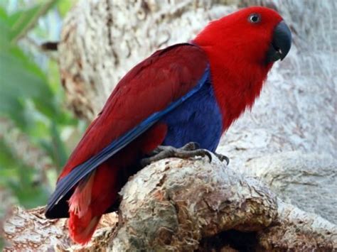 Solomon Island Eclectus Exotic Parrot Breeders Parrots For Sale
