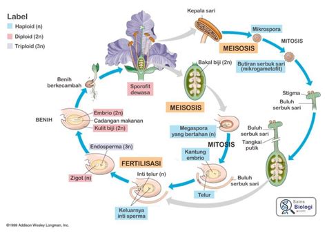 Siklus Hidup Tumbuhan Angiospermae Beserta Proses Dan Strukturnya The