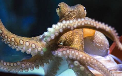 scientists find that octopuses become very playful after being given mdma ladbible